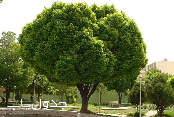 برای درختان یک شهر چه نوع حمایت و قانونی وجود دارد؟