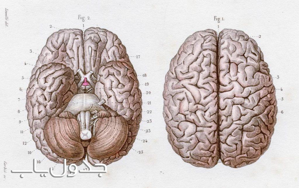 نیمکره راست و چپ مغز چه تفاوت هایی با یکدیگر دارند؟
