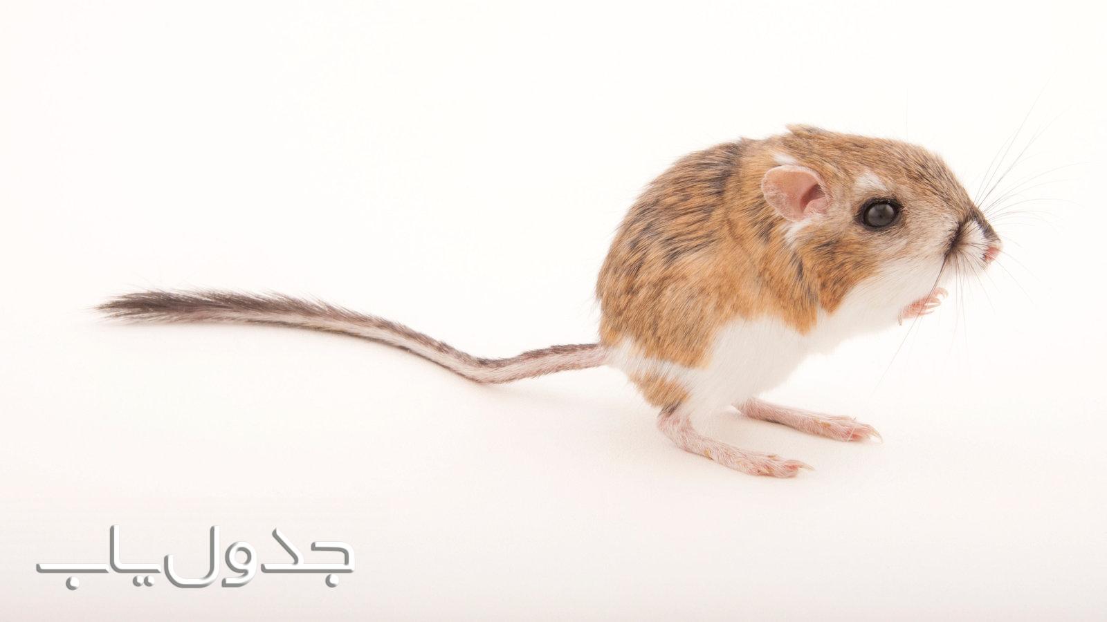 خصوصیت موش صحرایی