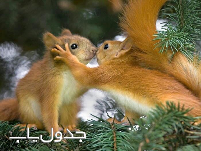  سنجاب ها و دنیای جالب آن ها