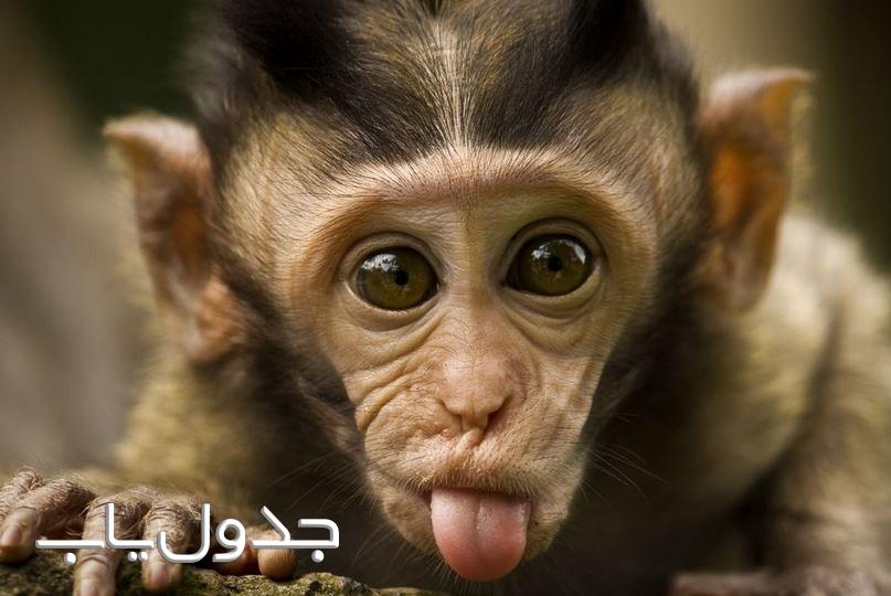 میمون ها و خصوصیات جالب آنها