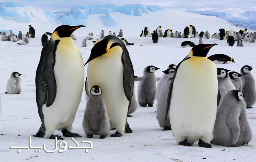 پنگوئن های امپراطور
