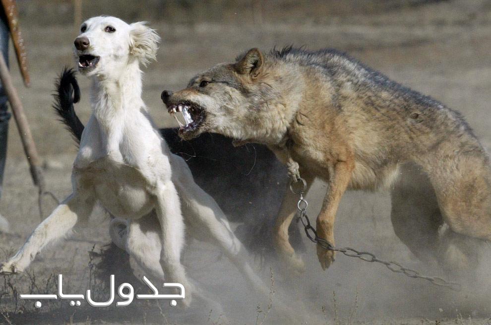 گرگ ها، درندگان وحشی اما در عین حال پدر و مادری وفادار