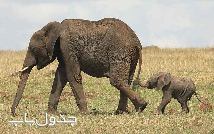 فیل ها حیوانات عظیم الجثه و مهربان