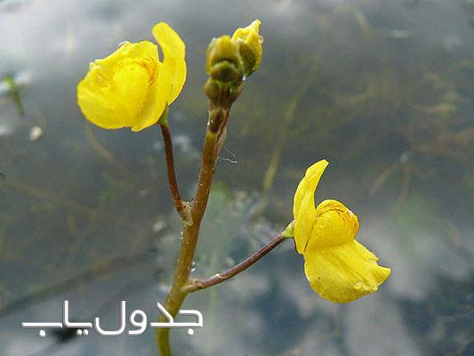 معرفی گیاهان گوشت خوار