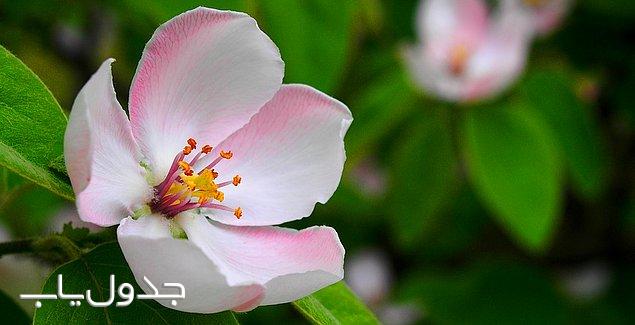 اولین گلی که روی زمین رشد کرد چه خصوصیاتی داشت؟