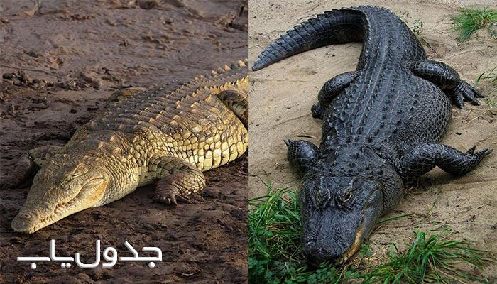 چه فرقی بین سوسمار و کروکودیل و تمساح وجود دارد؟