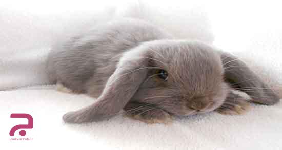 تعبیر خواب دیدن خرگوش / 44 تعبیر مختلف از دیدن خرگوش در خواب