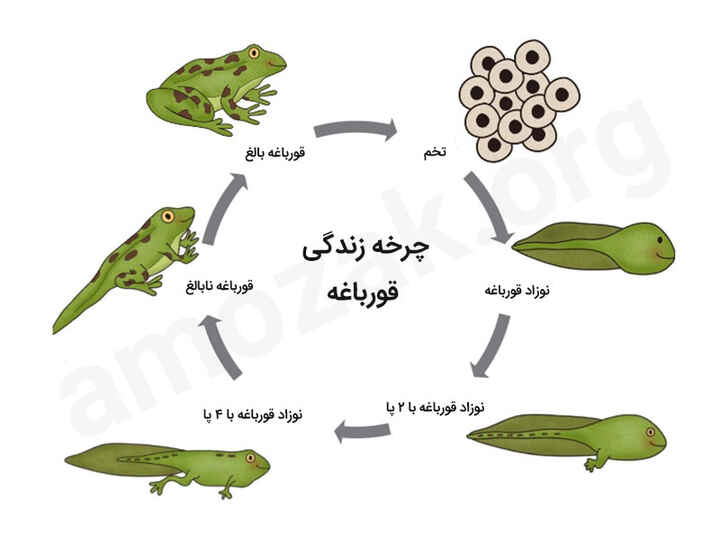 چرخه زندگی قورباغه / تحقیق دبستانی درباره زندگی قورباغه ها