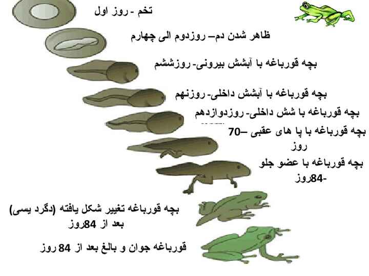 چرخه زندگی قورباغه / تحقیق دبستانی درباره زندگی قورباغه ها