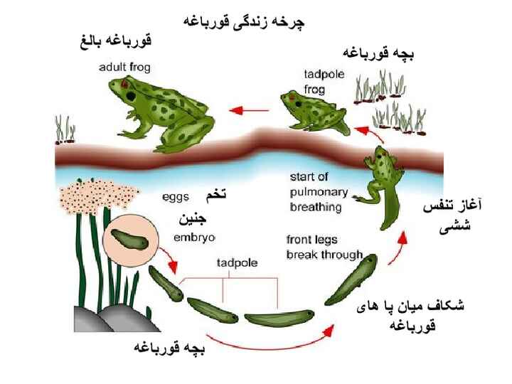 چرخه زندگی قورباغه / تحقیق دبستانی درباره زندگی قورباغه ها