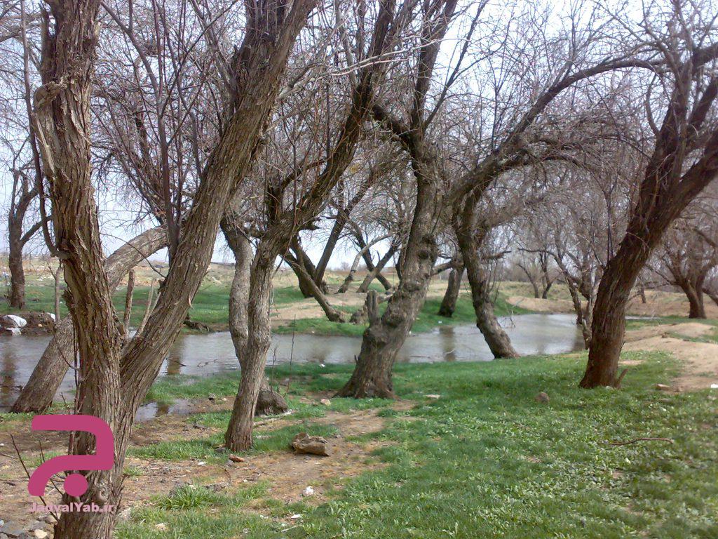 مناسب ترین درخت برای سرمزار عزیزان کدام است ؟