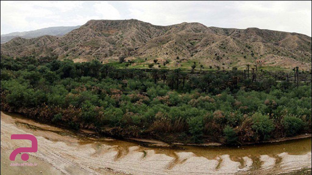 عجیب ترین جنگل ایران در جنوب کشور