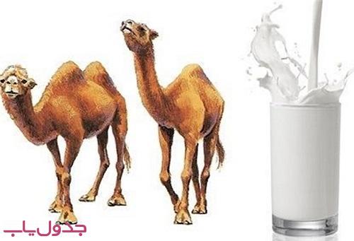 فرق بین شیر شتر و شیر گاو / عوارض جانبی شیر شتر چیست؟