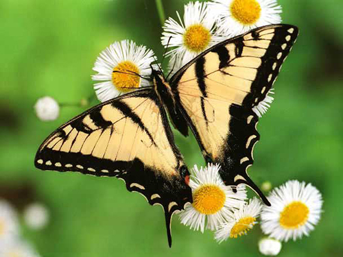 تصاویری از زیباترین پروانه ها در دنیا با کیفیت بالا