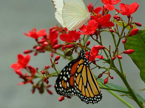 تصاویری از زیباترین پروانه ها در دنیا با کیفیت بالا