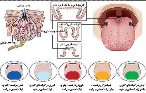 معرفی مزه های اصلی زبان و تاریخچه شناخت آن ها