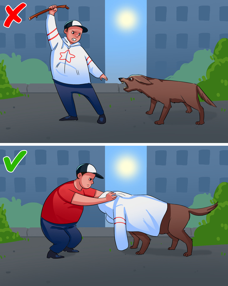 هنگام حمله سگ به انسان چه کاری باید انجام دهد؟