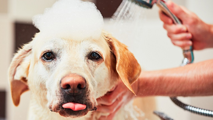 شستشویی سگ های خانگی در منزل چگونه و چندبار یکبار انجام می گیرد؟