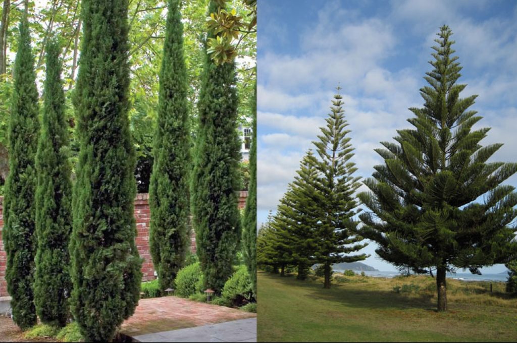 اصلی‌ترین تفاوت‌ درخت کاج‌ و سرو‌ در چیست ؟